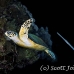 turtle_hawksbill_bro_b_h_0069_egy0165.jpg